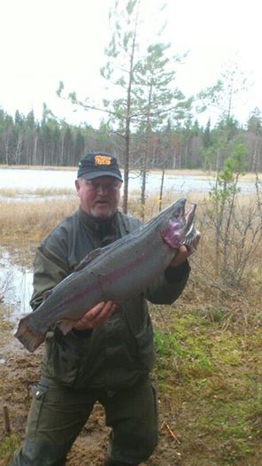 Foto: Pekkas fisk från igår.6.11 kg Nästan lika stor som 10 av pekkas normala fiskar tillsammans